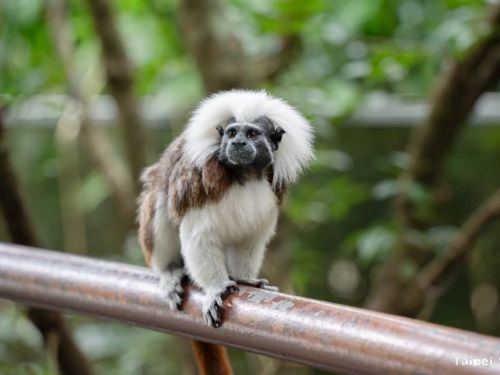 臺北市立動物園穿山甲館，與動物共享一段不打擾的感動時光